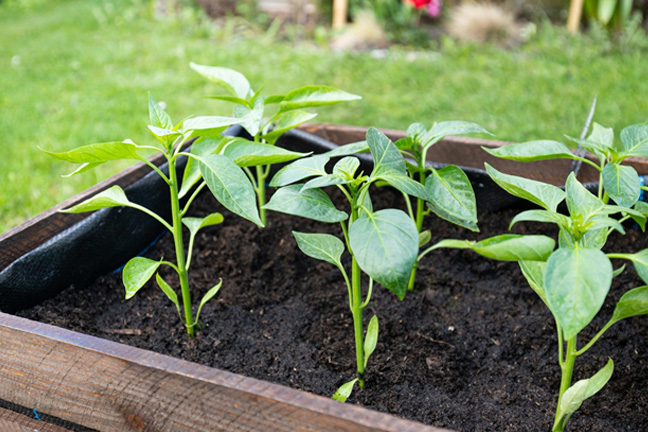 A garden box with several young plants growing in soil
