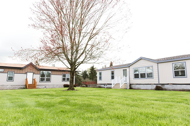 A pair of mobile homes with an open area of grass and a large tree in front of them