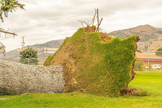 An uprooted tree lays on its side following an intense storm, ripping the ground up with it.