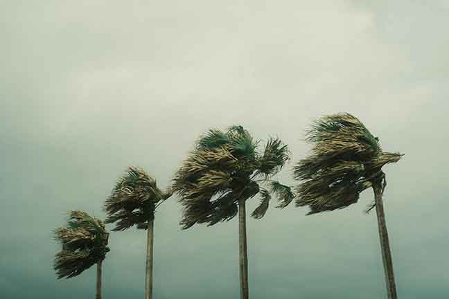 Palm trees blow violently in the hurricane winds.