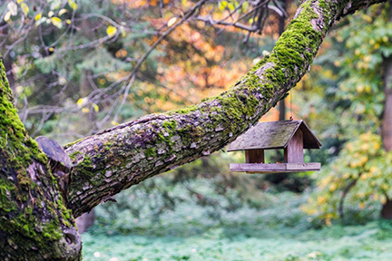 A weathered bird feeder hangs from a moss-covered tree branch.