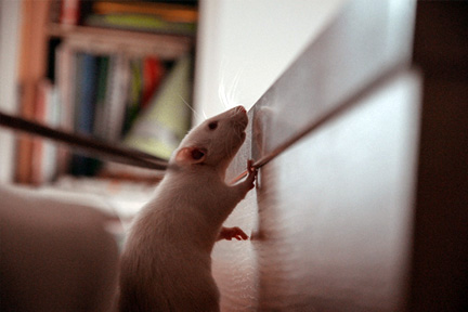 A white rat sniffs a wall, searching for food.