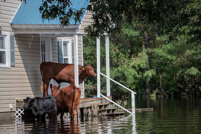 Brown cow standing on a porch covered by a blue metal roof to escape the floodwaters while two others stand in water that’s risen above their knees.